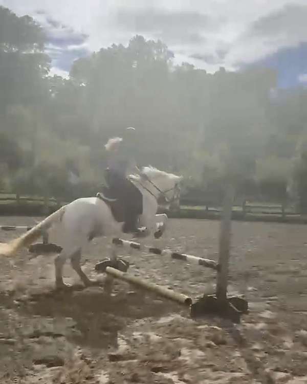 advanced-horse