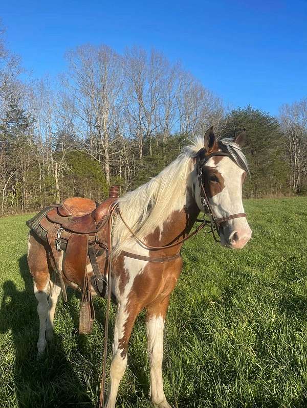 tobiano-nssha-colt