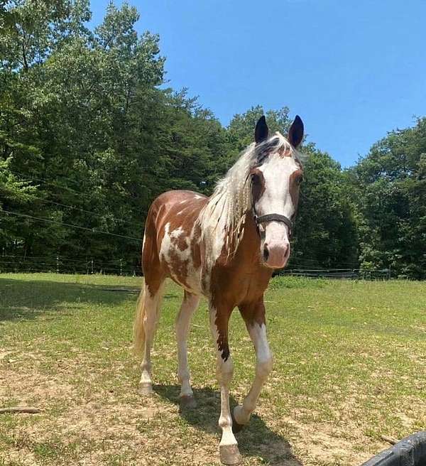14-hand-spotted-saddle-colt