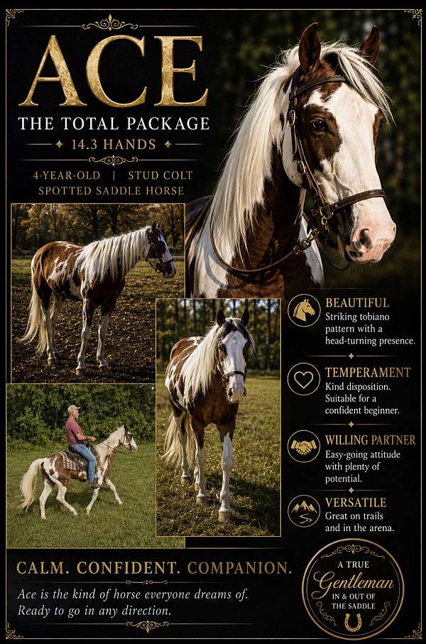 nssha-spotted-saddle-colt