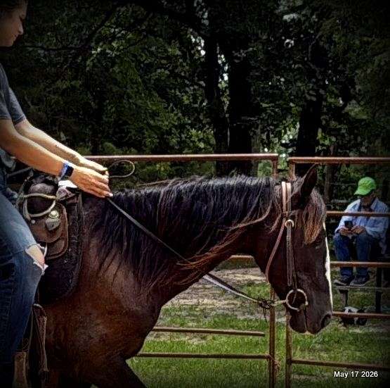 big-personality-paso-fino-horse