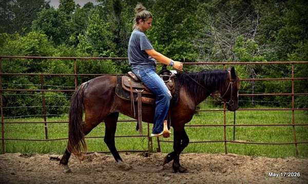choice-paso-fino-horse