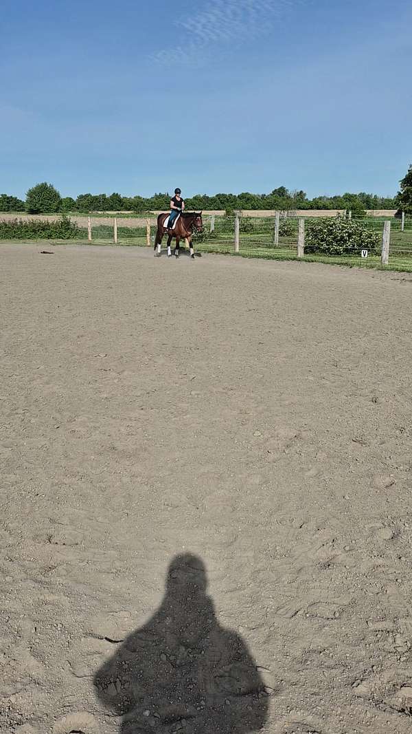 hunter-hanoverian-horse