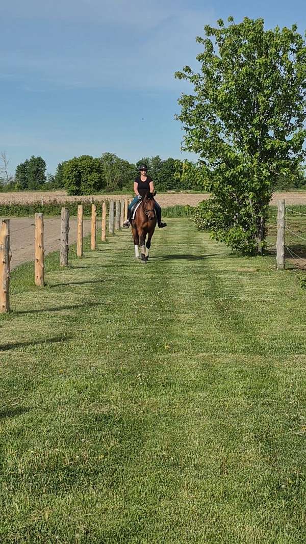 dressage-hanoverian-horse