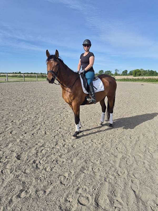 jumping-hanoverian-horse