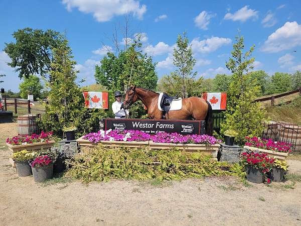 hunter-jumper-hanoverian-horse