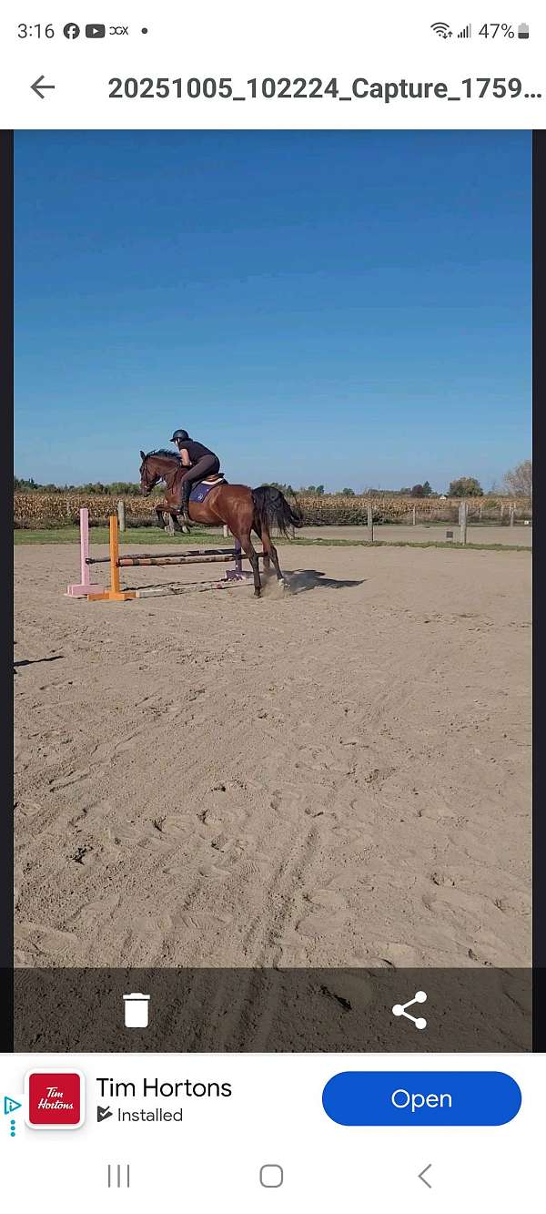 show-jumping-hanoverian-horse