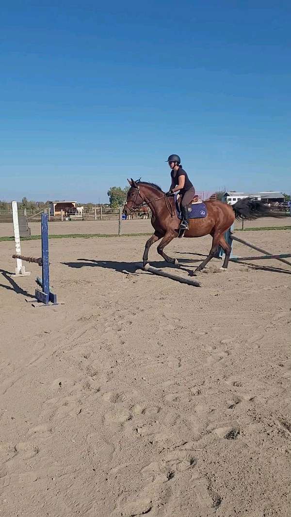 sporthorse-hanoverian-horse