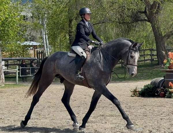 grey-dutch-warmblood-colt