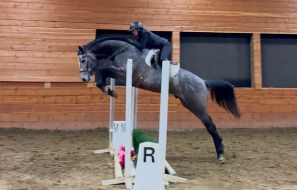 started-under-saddle-selle-francais-horse