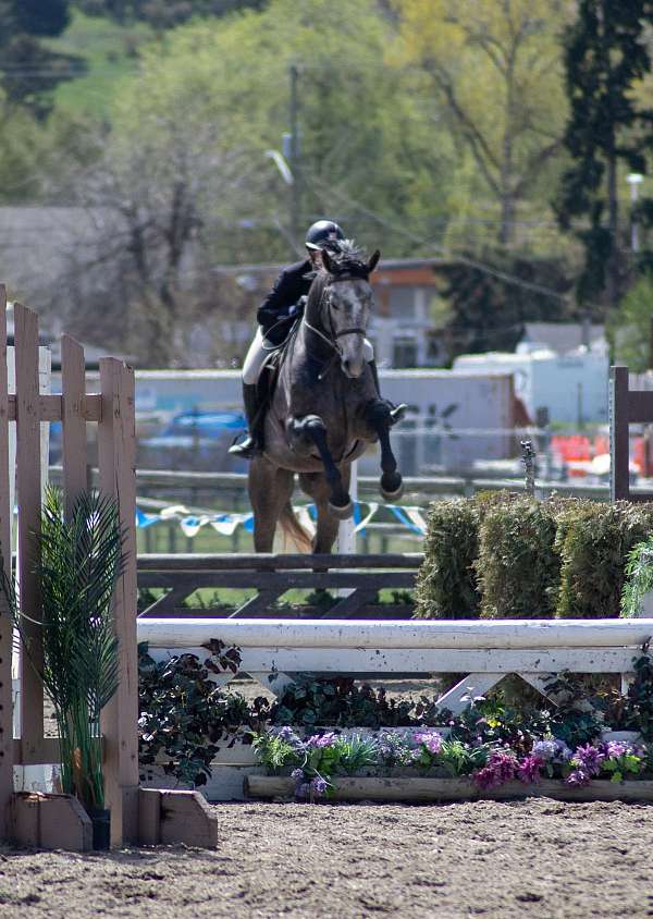 grey-dutch-warmblood-yearling