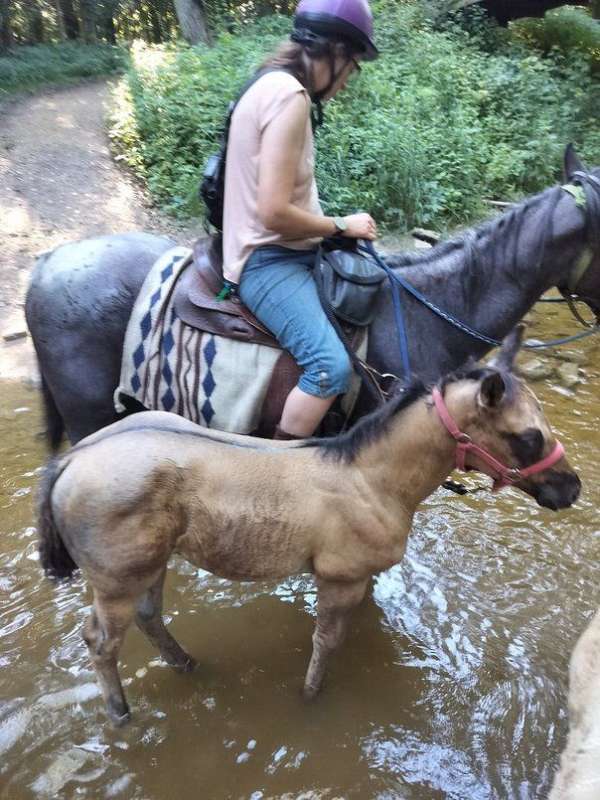 star-hind-sock-horse