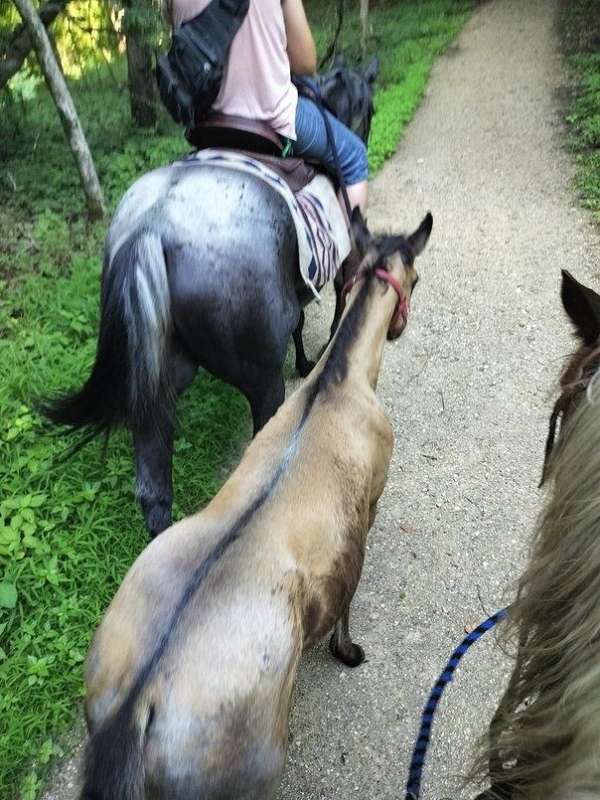 all-around-quarter-horse