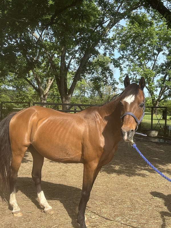 brown-with-black-mane-horse