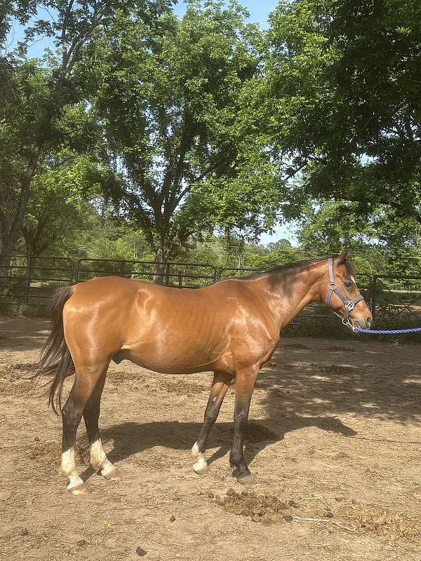 affordable-hackney-horse