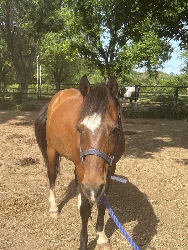 beginner-safe-hackney-horse