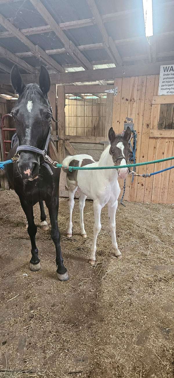 colt-spotted-saddle-horse