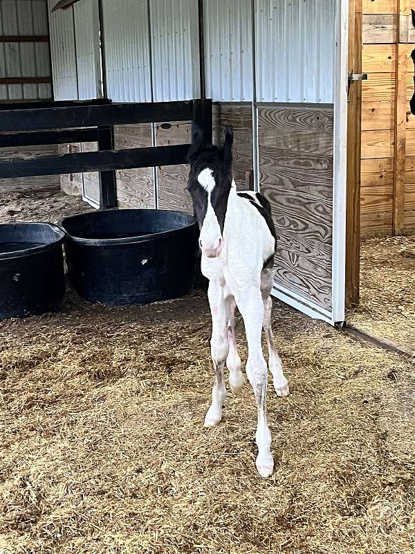 16-hand-spotted-saddle-colt