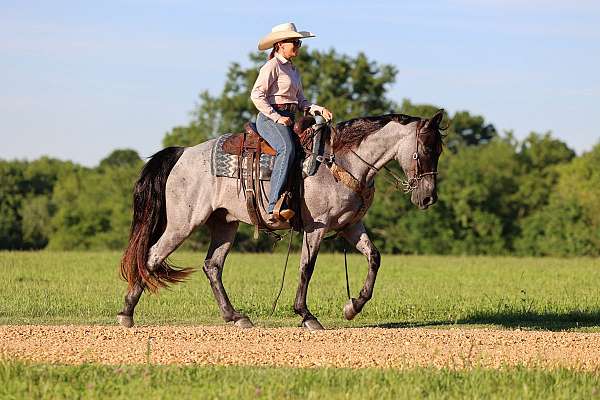 gaited-trail-pony-tennessee-walking