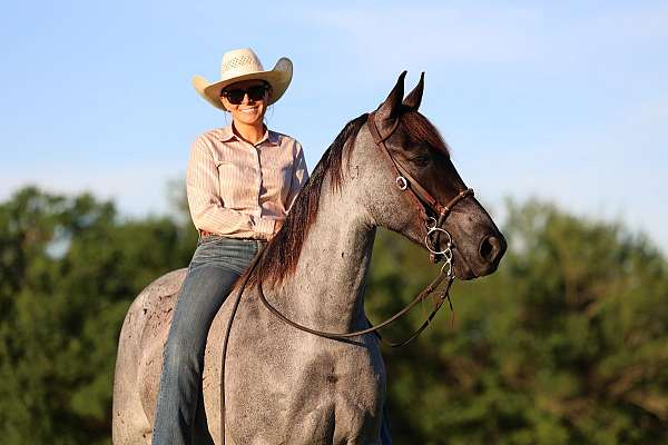 tricks-tennessee-walking-pony