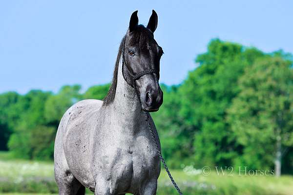 hunting-tennessee-walking-pony