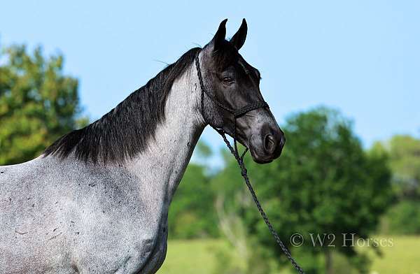 dream-pony-tennessee-walking