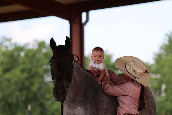 no-spook-tennessee-walking-pony