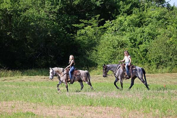 gun-safe-tennessee-walking-pony