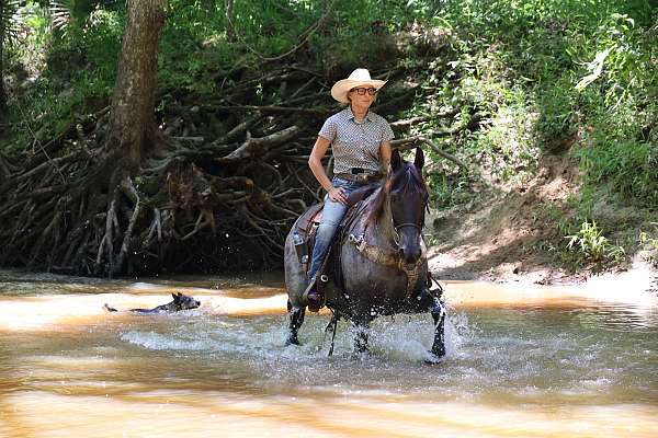 novice-rider-tennessee-walking-pony