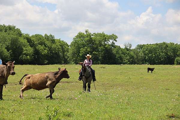 lessons-pony-tennessee-walking