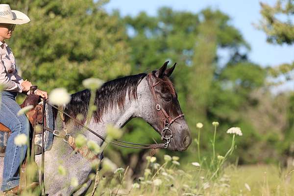 gaited-trail-pony-gelding