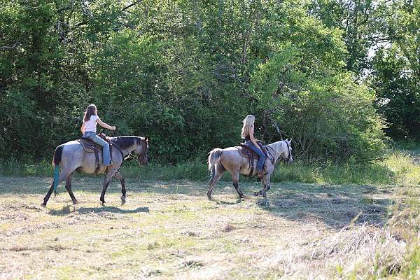 lessons-pony-gelding