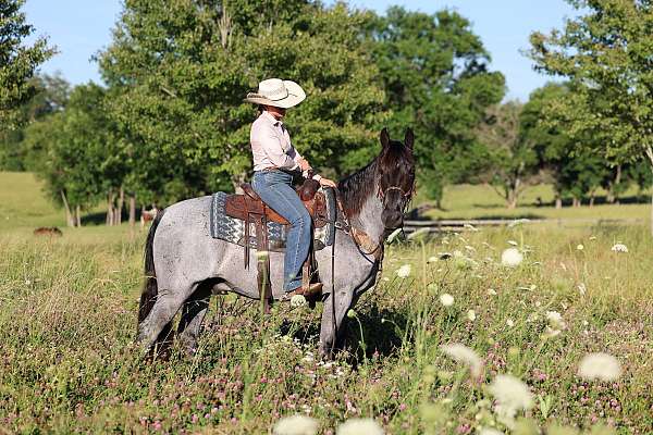 blue-roan-tennessee-walking-pony-for-sale