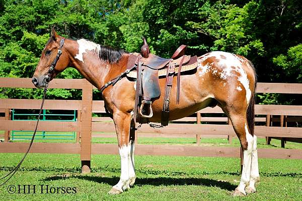 western-ri-appaloosa-horse