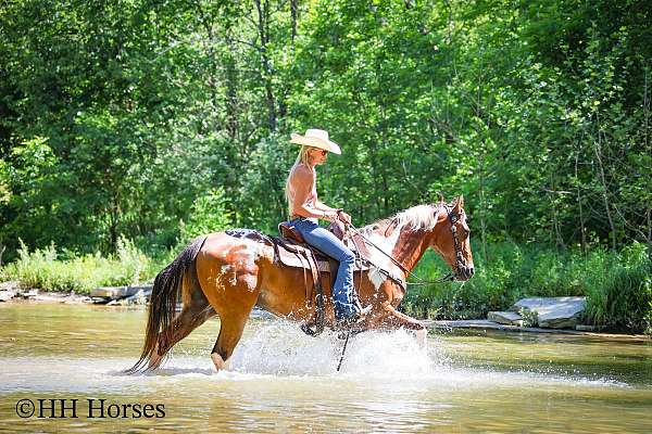 all-around-appaloosa-horse