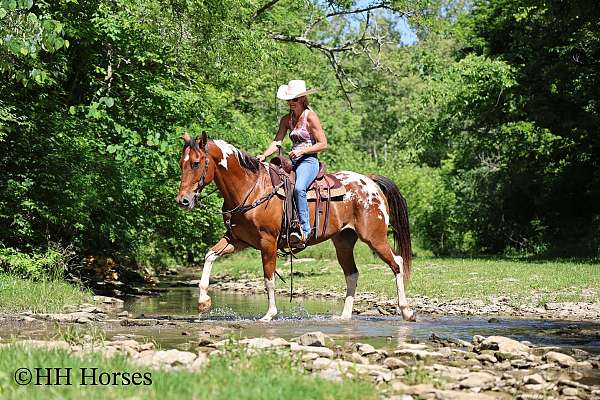 athletic-appaloosa-horse