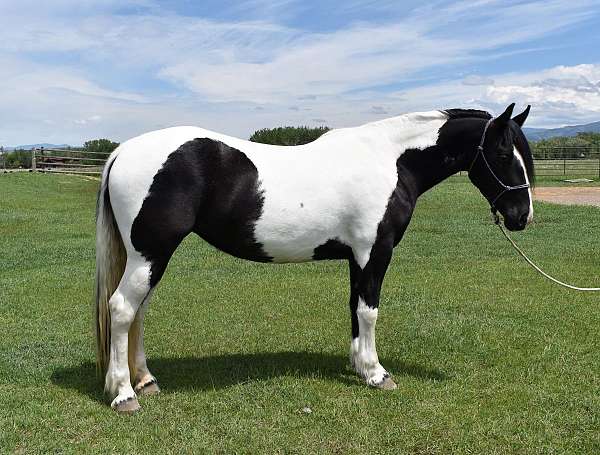gypsy-vanner-mare