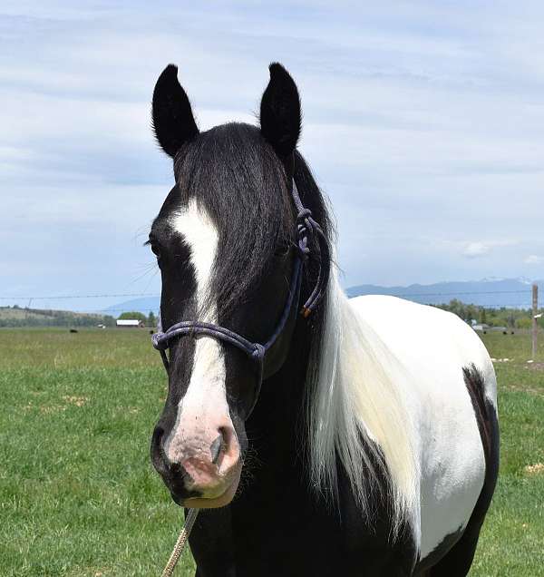 gypsy-vanner-horse-for-sale