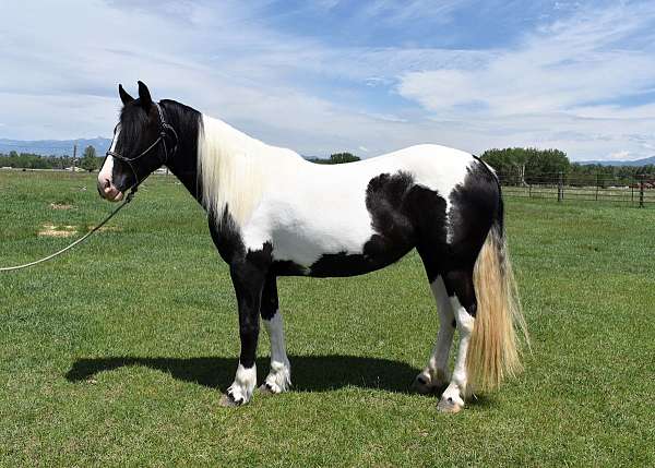working-equitation-mule