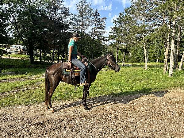 gentle-quiet-missouri-fox-trotter-horse