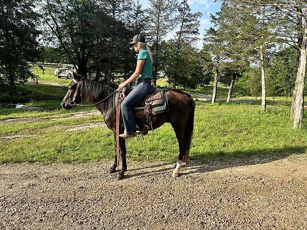 rides-gentle-missouri-fox-trotter-horse