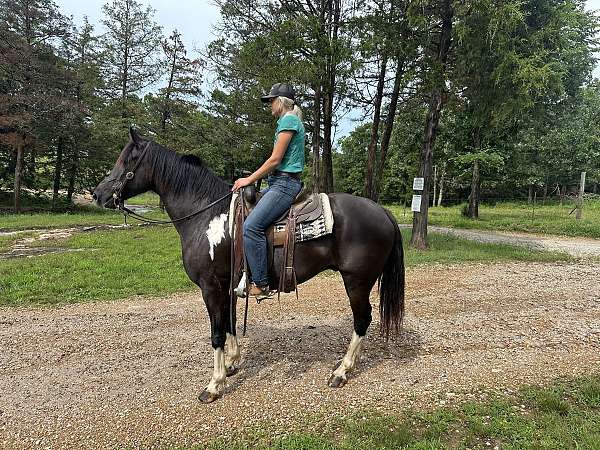 gaited-fox-trotter-horse