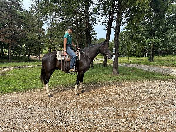 gaited-fox-trotter-gelding