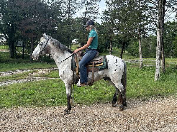 appaloosa-gelding-walkaloosa-horse