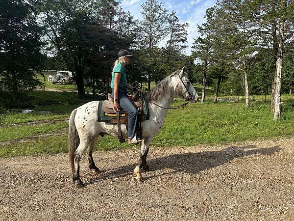 around-walkaloosa-horse