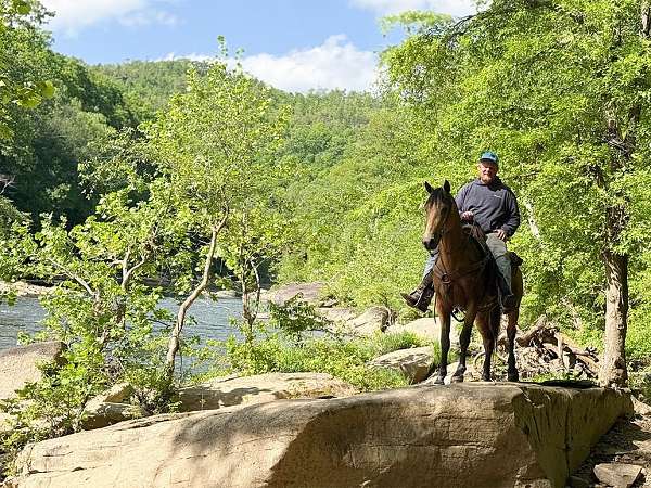 all-around-quarter-horse