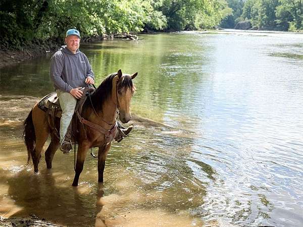 bay-roan-none-horse