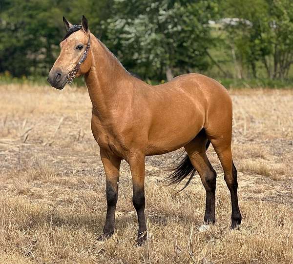 athletic-quarter-horse
