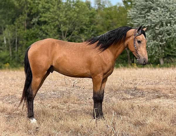 champion-quarter-horse