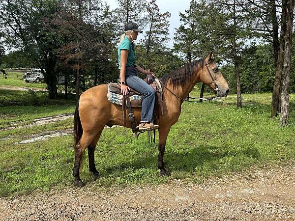 bright-missouri-fox-trotter-horse